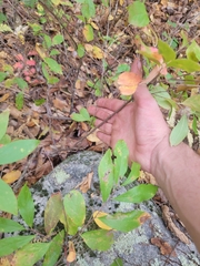 Vaccinioideae