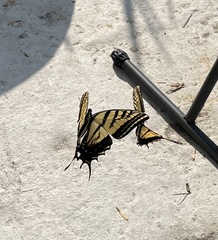 Papilio multicaudata multicaudata