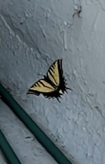 Papilio multicaudata multicaudata