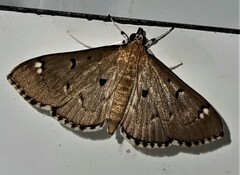 Protonoceras eucosma
