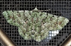 Aeolochroma hypochromaria