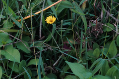 Hypochaeris radicata