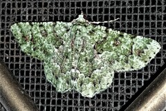 Aeolochroma hypochromaria