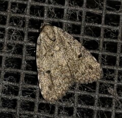 Tolpia conscitulana