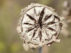 Malephora crocea