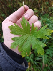 Geranium palustre