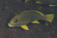 Plectorhinchus polytaenia
