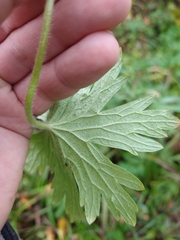 Geranium palustre