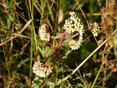 Hylotelephium maximum