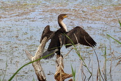 Phalacrocorax carbo lucidus