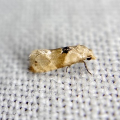 Eupoecilia acrographa