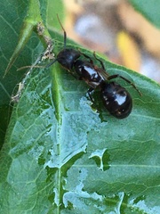 Camponotus