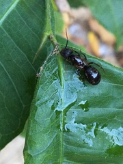 Camponotus