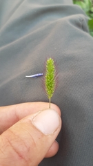 Setaria viridis