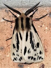 Ardices curvata