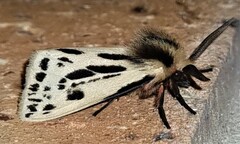 Ardices curvata