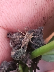 Dolomedes
