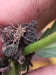 Dolomedes