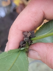 Dolomedes
