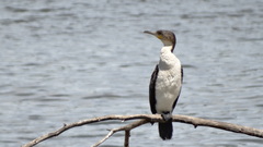 Phalacrocorax carbo lucidus