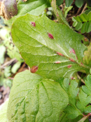 Puccinia lapsanae