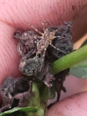 Dolomedes