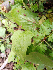 Puccinia lapsanae
