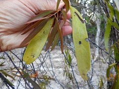 Dendrophthoe glabrescens