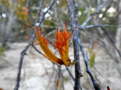 Dendrophthoe glabrescens