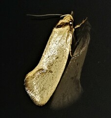 Scoliocheta ergatis