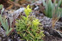 Halenia umbellata