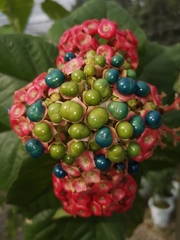 Clerodendrum colebrookianum