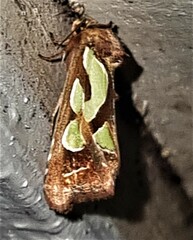 Cosmodes elegans