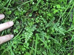 Asplenium hookerianum