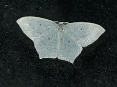 Maxates centrophylla