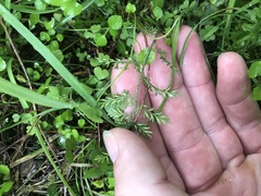 Asplenium hookerianum