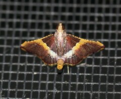 Endotricha mesenterialis