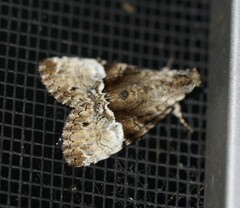 Alophosoma emmelopis