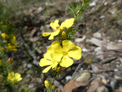 Hibbertia prostrata