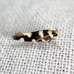 Macrobathra arrectella