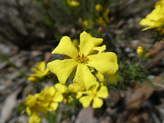 Hibbertia prostrata