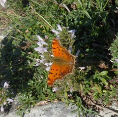 Polygonia egea