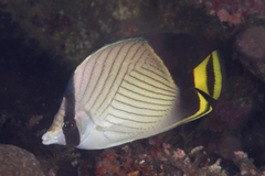 Chaetodon decussatus