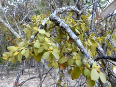 Notothixos subaureus