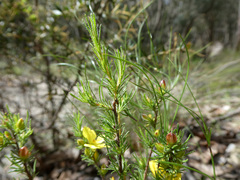 Hibbertia prostrata