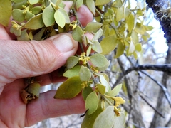 Notothixos subaureus