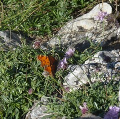 Polygonia egea