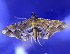 Merodictya marmorata