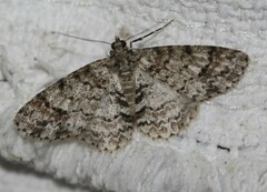 Myrioblephara desumpta