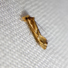 Moerarchis inconcisella